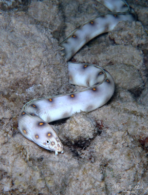 Goldspotted Eel