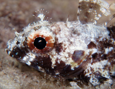 Longfin Blenny