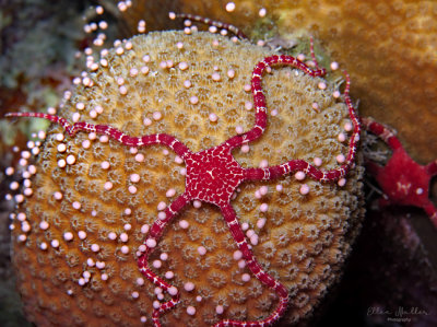 Brittle Star & Coral Eggs