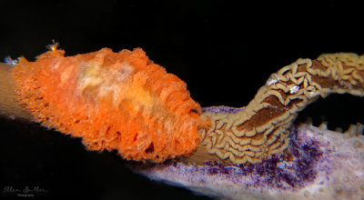 Tufted Tritoniopsis & Eggs