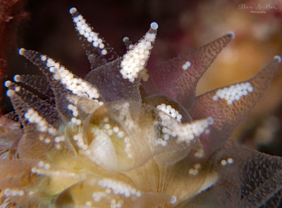 Flower Coral Eggs
