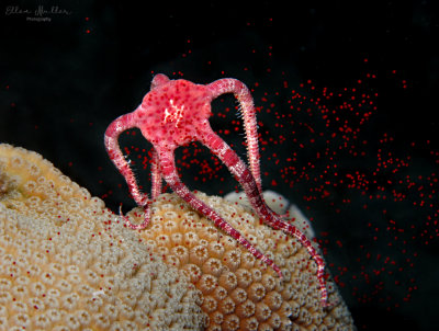 Brittle Star Spawning