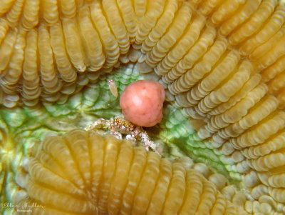 Brain Coral Egg & Crab