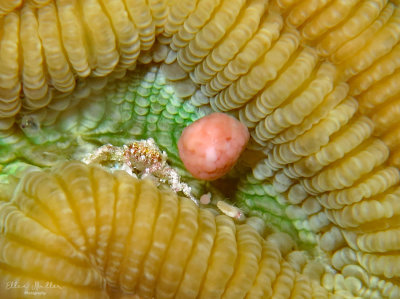 Brain Coral Egg & Crab