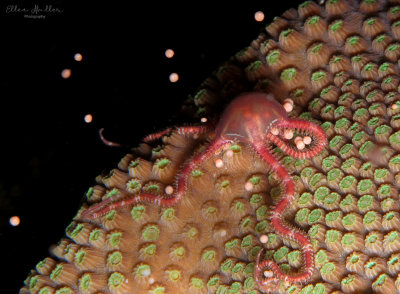 Brittle Star & Coral Eggs
