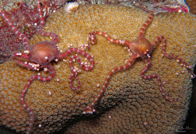 Brittle Star & Coral Eggs