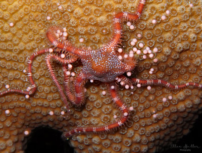 Brittle Star & Coral Eggs
