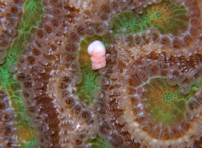 Brain Coral Egg Bundle