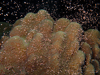 Star Coral Spawning
