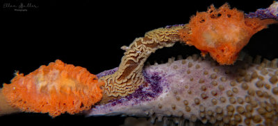Tufted Tritoniopsis & Eggs