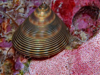 Chocolate Lined Top Snail