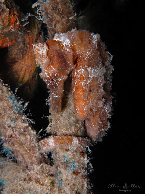 Seahorse