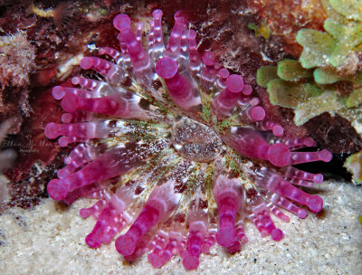 Club Tipped Anemone