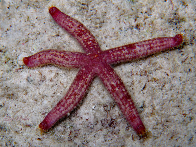 Sea Star