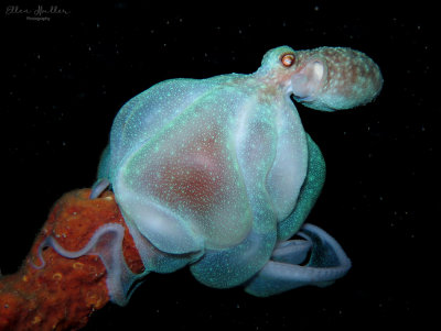 Reef Octopus
