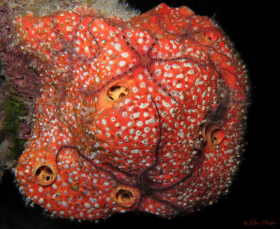 Sponge, Zoanthids and Brittle Stars