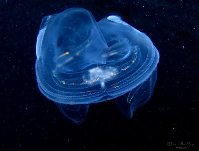Comb Jelly Spaceship