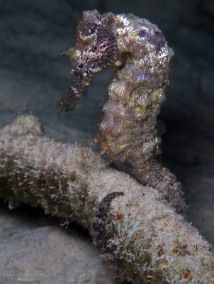 Seahorse