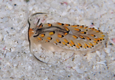 Cerberilla