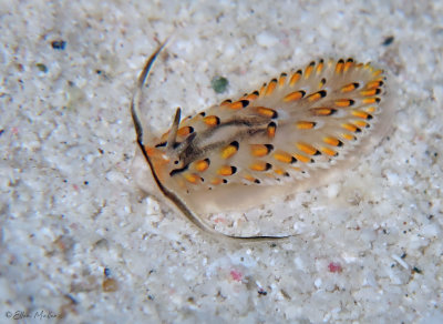 Cerberilla
