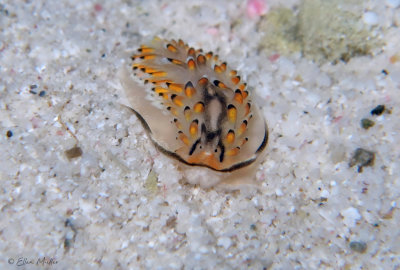 Cerberilla