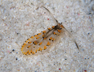Cerberilla