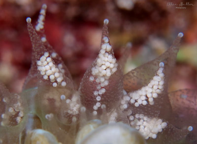Flower Coral Eggs