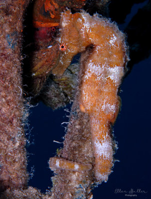 Seahorse and...