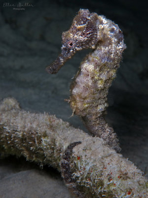 Seahorse