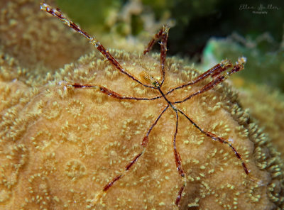 Sea Spider