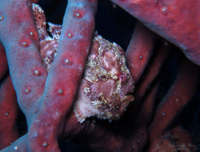 Funky Frogfish