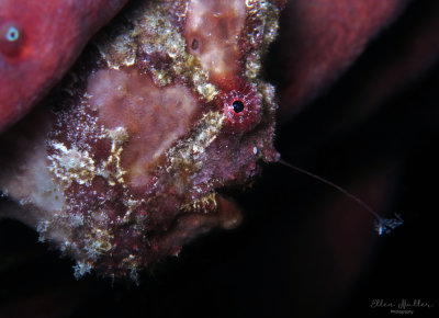 Funky Frogfish