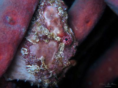 Funky Frogfish
