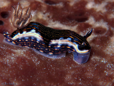 Gold-Lined Sea Goddess