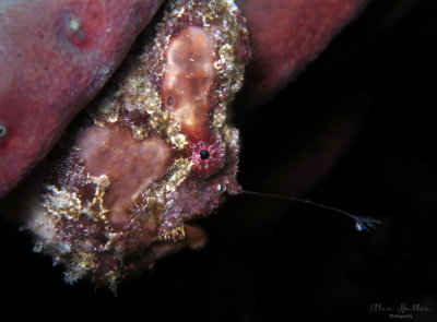 Frogfish Luring