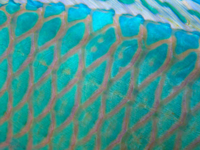 Parrotfish Palette