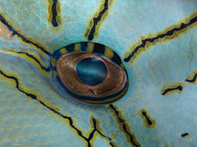 Triggerfish Eye