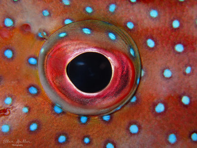 Coney Eye