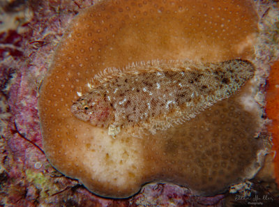 Caribbean Tonguefish