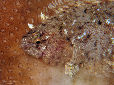 Caribbean Tonguefish
