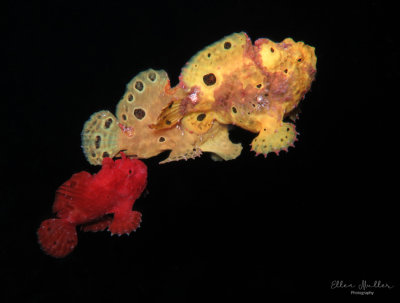 Frogfish Spawning Threesome