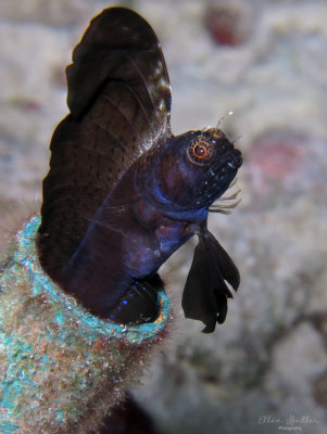 Sailfin Blenny