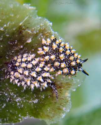 Eyespot Costasiella