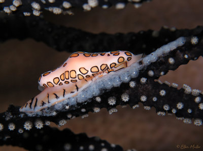 Flamingo Tongue and Eggs