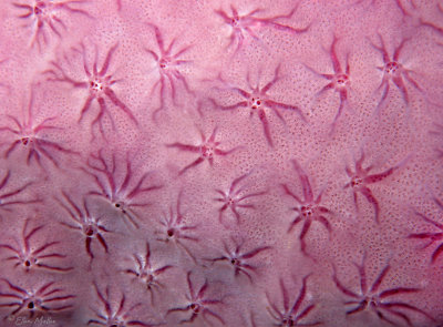 Star Encrusting Sponge