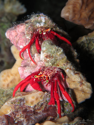 Reef Hermits