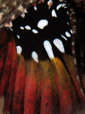 Fin Detail