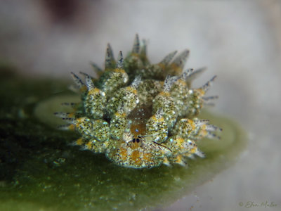 Eyespot Costasiella