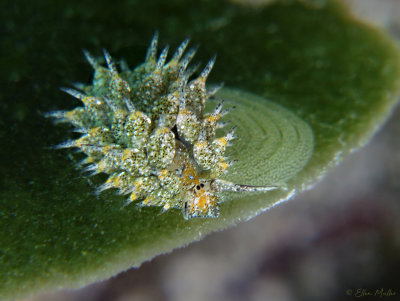 Eyespot Costasiella & Eggs