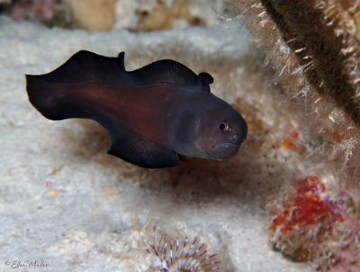 Black Brotula